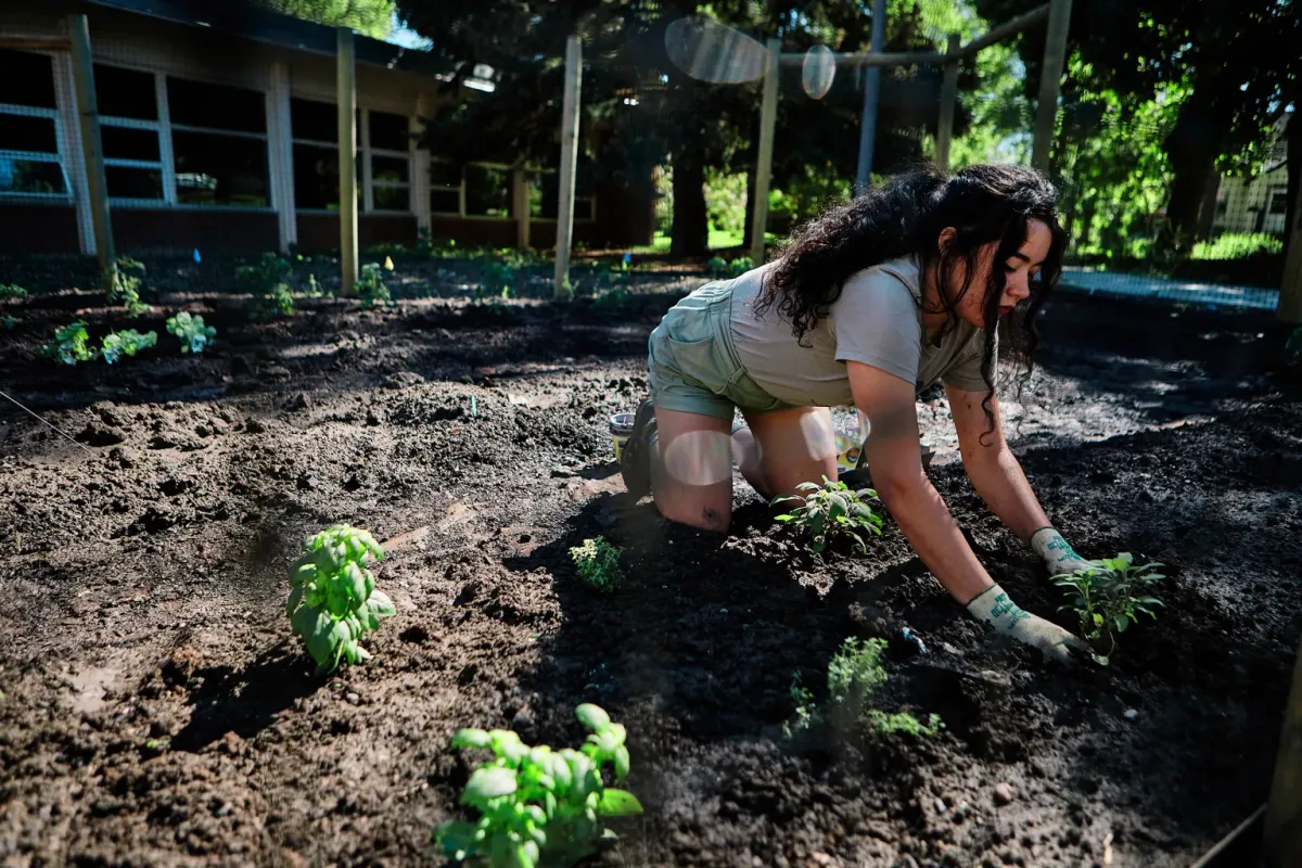 Food Sovereignty Movement Sprouts as Bison Return to Indigenous Communities