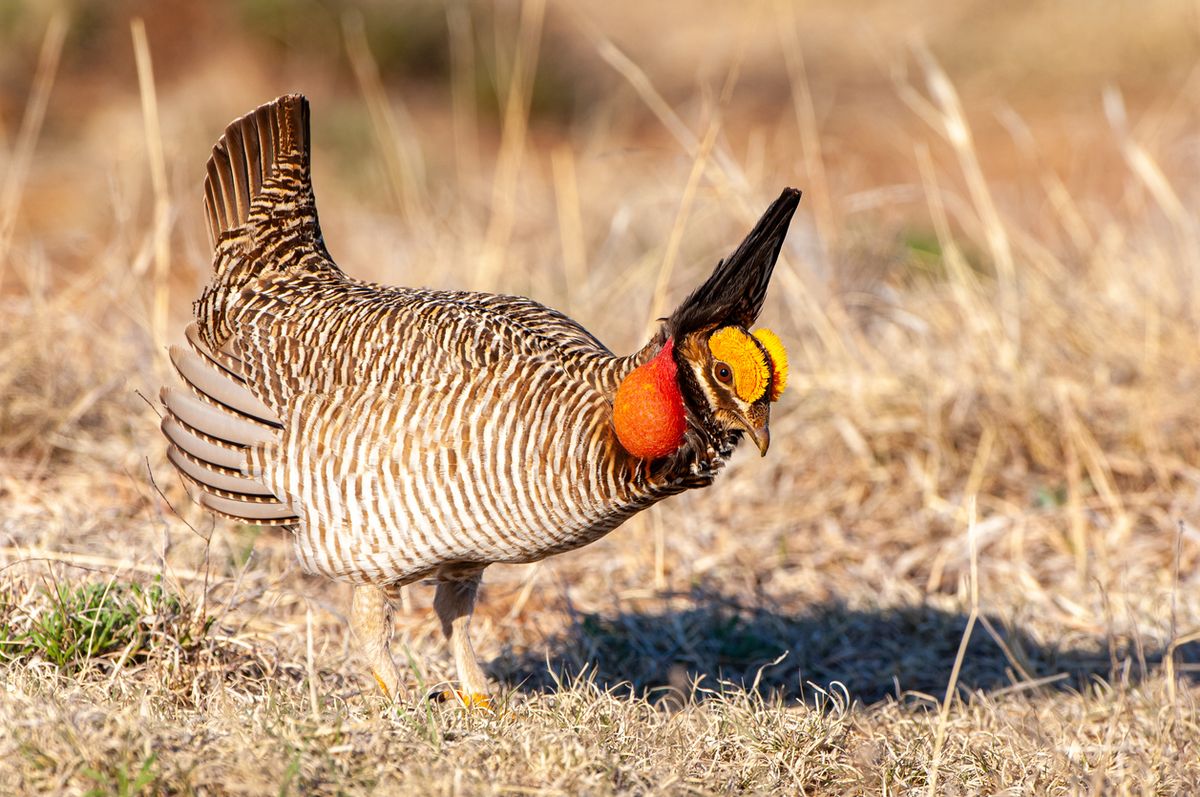 A Dancing Bird Finally Gets Some Protection