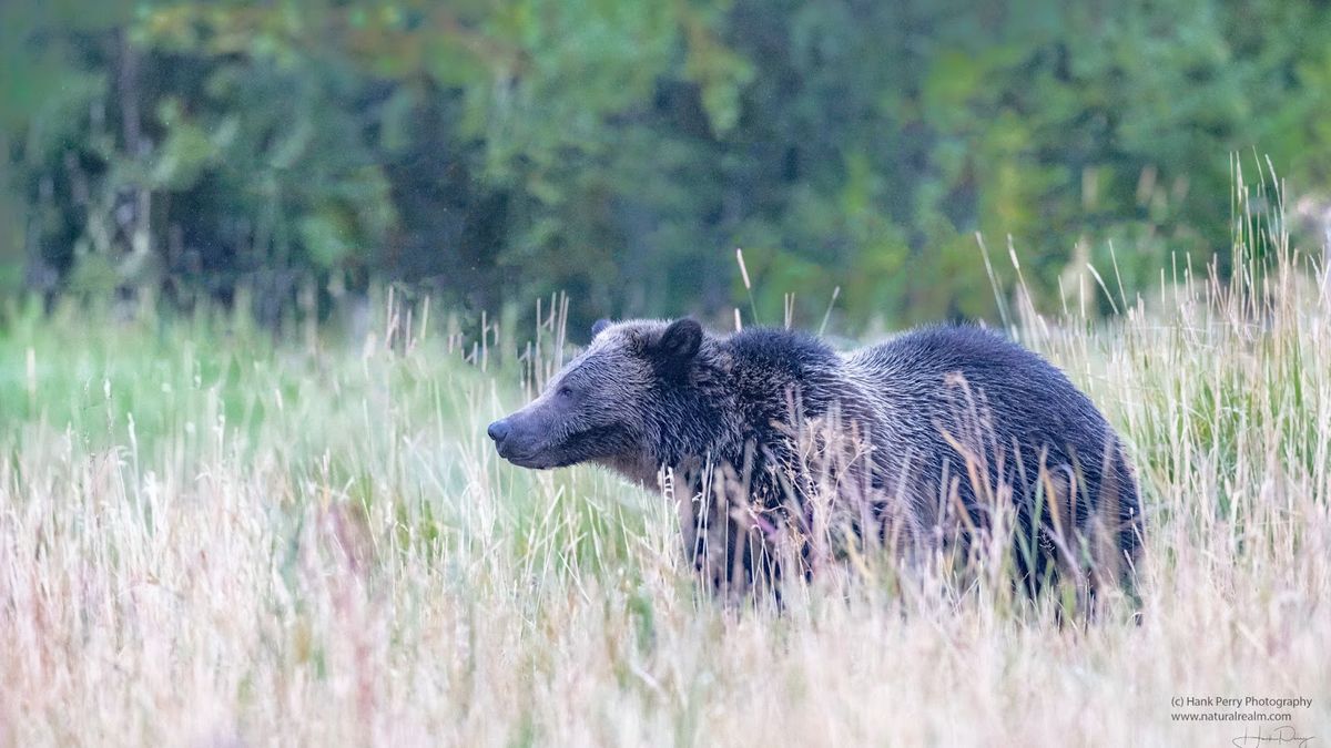 Living With Grizzlies As Neighbors