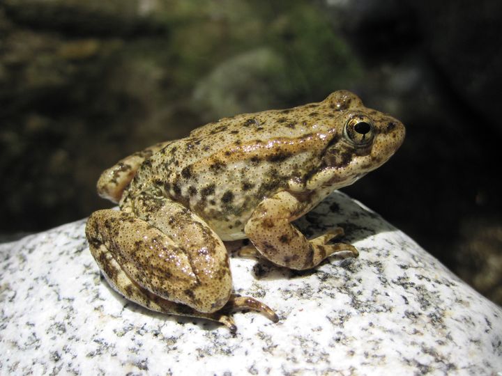 Yellow-legged frog (Rana muscosa) / Photo courtesy USGS