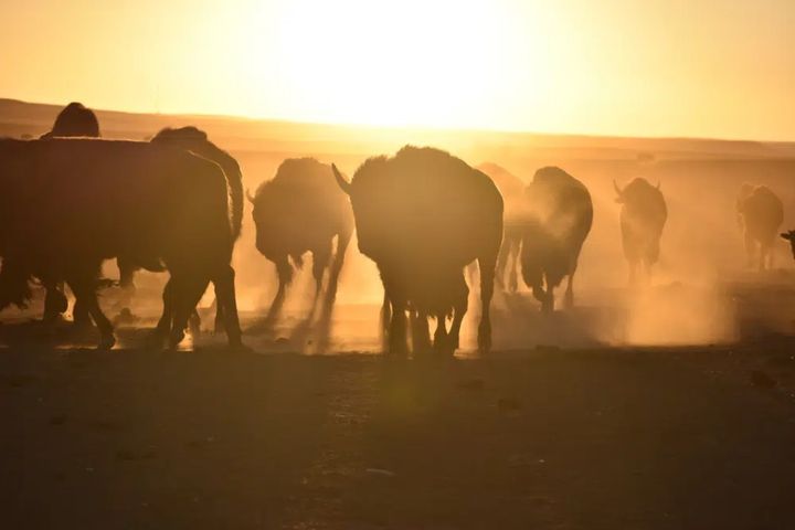 Bison awaiting transfer to Native American tribes walk in a herd inside a corral at Badlands National Park, on Oct. 13, 2022,